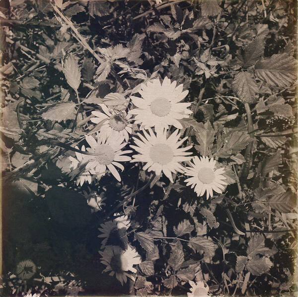 Chamomile Poster featuring the photograph Wild daisies #14 by Les Cunliffe