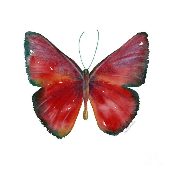 Red Poster featuring the painting 16 Mesene Rubella Butterfly by Amy Kirkpatrick