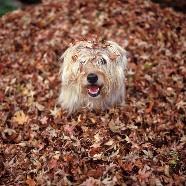 Photography Poster featuring the photograph 1990s Dog Covered In Leaves by Vintage Images