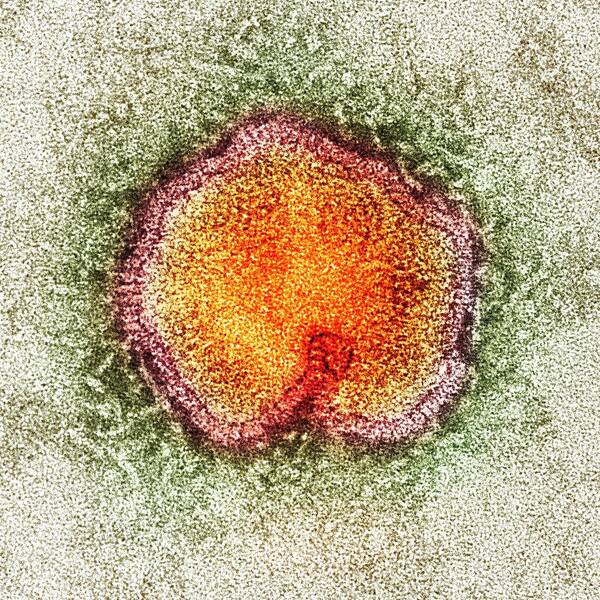 Influenza A H7n9 Poster featuring the photograph Avian influenza virus, TEM #2 by Science Photo Library
