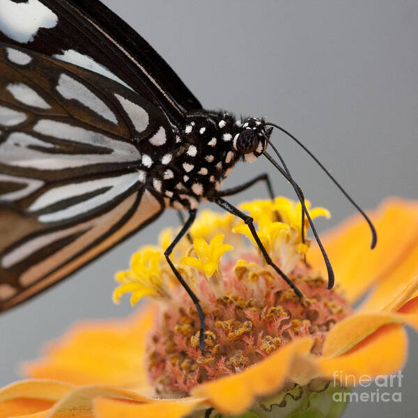 Blue Tiger Butterfly Poster featuring the photograph Blue Tiger Butterfly #2 by Chris Scroggins