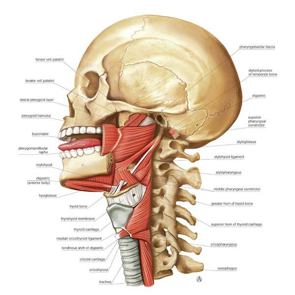 Base Of The Cranium #2 by Asklepios Medical Atlas