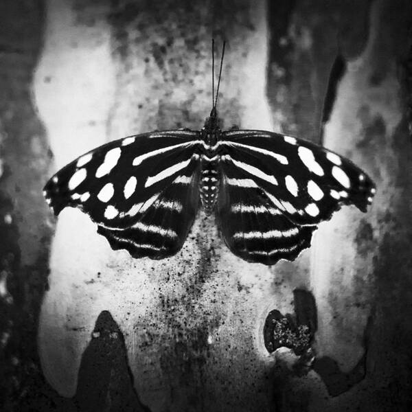 Butterfly Poster featuring the photograph Butterfly #6 by Bradley R Youngberg