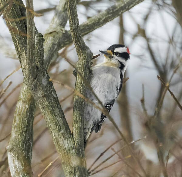 Woodpecker Poster featuring the photograph Downy Woodpecker by Holden The Moment