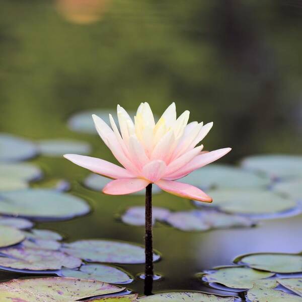 Water Lily Poster featuring the photograph Fade to Pink #2 by Katherine White