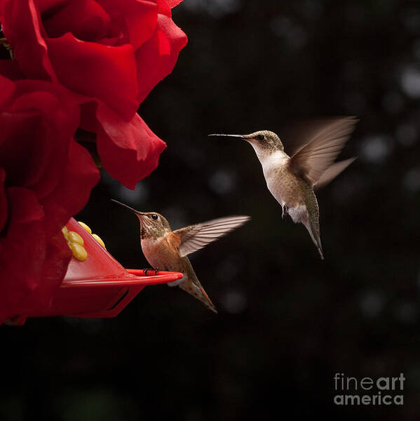 Hummingbirds Poster featuring the photograph Hummingbirds at Feeder #2 by Cindy Singleton