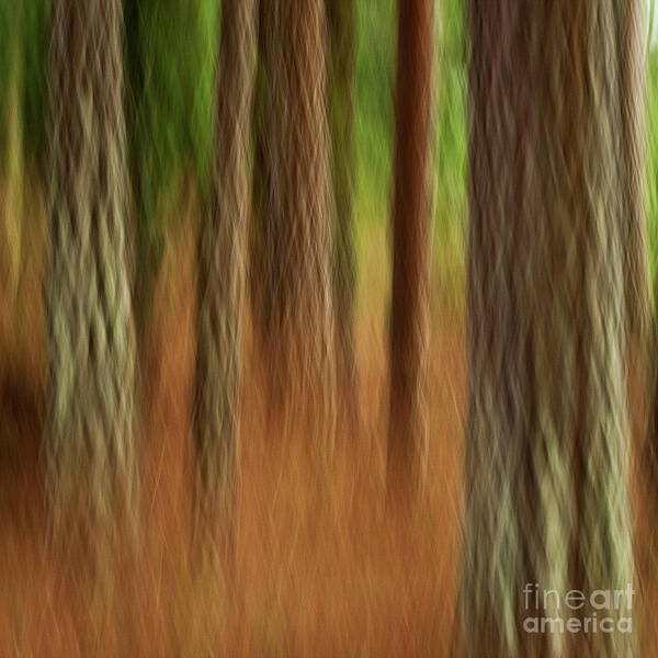 Abstract Poster featuring the photograph Pine Trees by Heiko Koehrer-Wagner