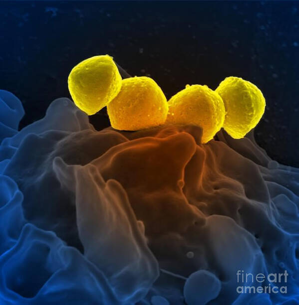 Microbiology Poster featuring the photograph Streptococcus Pyogenes Bacteria Sem by Science Source