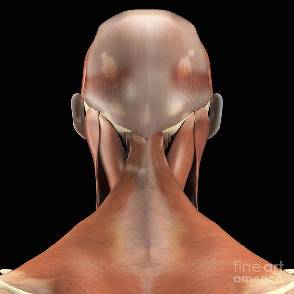 Digitally Generated Image Poster featuring the photograph Trapezius Muscle #2 by Science Picture Co