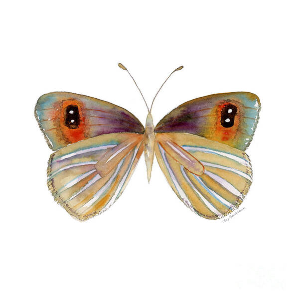 Argyrophenga Poster featuring the painting 24 Argyrophenga Butterfly by Amy Kirkpatrick