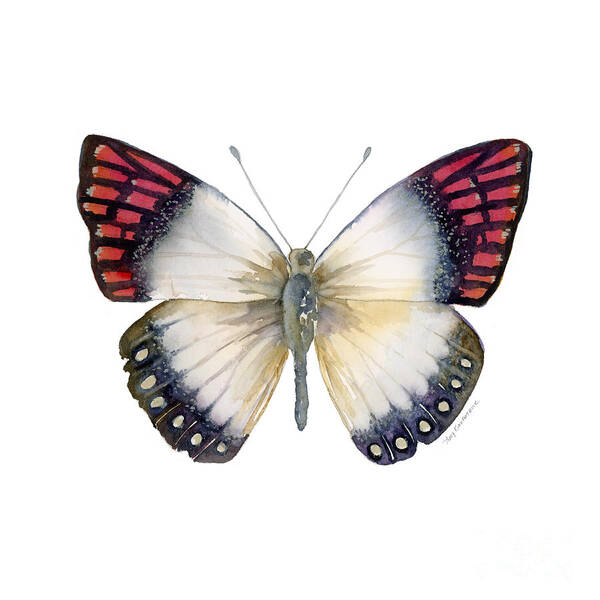 Magenta Poster featuring the painting 27 Magenta Tip Butterfly by Amy Kirkpatrick