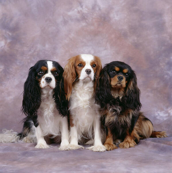 Dog Poster featuring the photograph Cavalier King Charles Spaniels by John Daniels