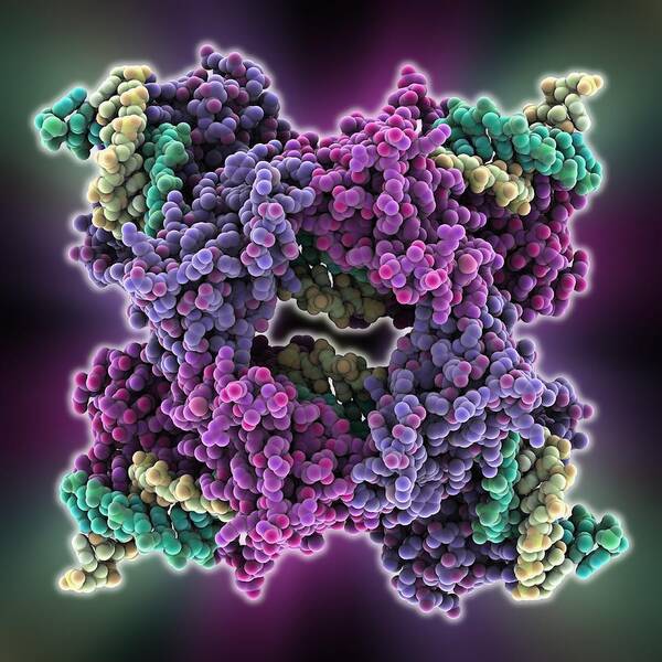 Holliday Junction Poster featuring the photograph Enzyme catalysing DNA recombination #3 by Science Photo Library