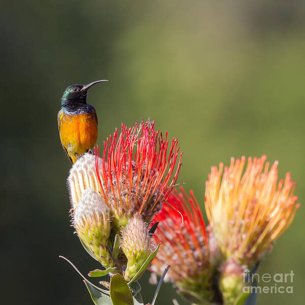 2013 Poster featuring the photograph Orange-breasted Sunbird #1 by Jean-Luc Baron