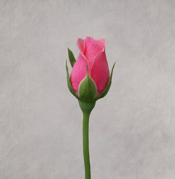 Roses Poster featuring the photograph Pink Rosebud #3 by Sandy Keeton