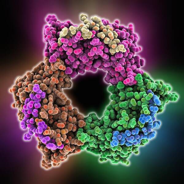 Antigen Poster featuring the photograph Proliferating cell nuclear antigen #3 by Science Photo Library