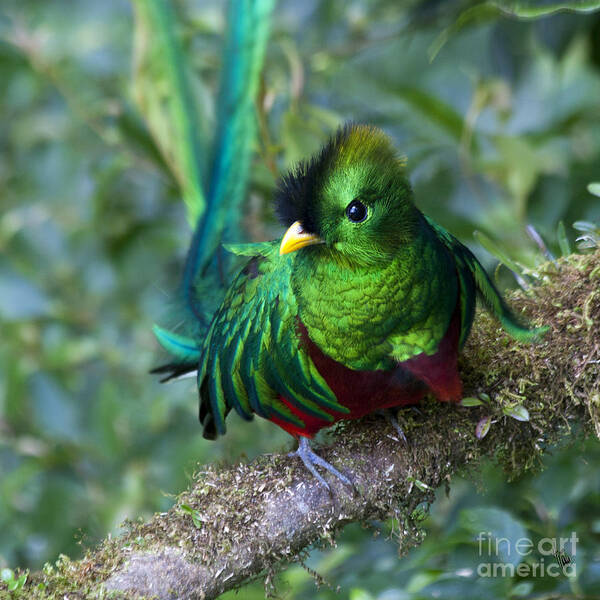 Bird Poster featuring the photograph Quetzal by Heiko Koehrer-Wagner
