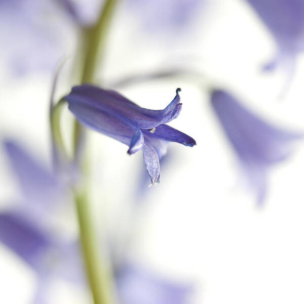 Blue Bell Poster featuring the photograph Spring Bluebells #3 by Carol Leigh
