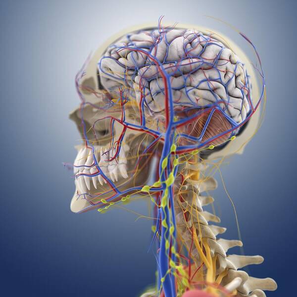 Head Poster featuring the photograph Head and neck anatomy, artwork #36 by Science Photo Library