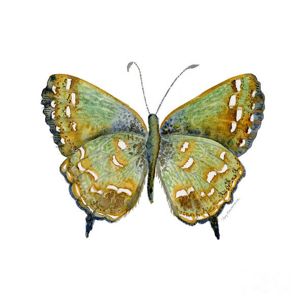 Hesseli Butterfly Poster featuring the painting 38 Hesseli Butterfly by Amy Kirkpatrick