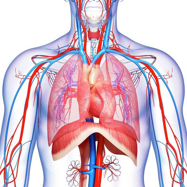 Chest Anatomy #4 Poster by Pixologicstudio/science Photo Library - Pixels