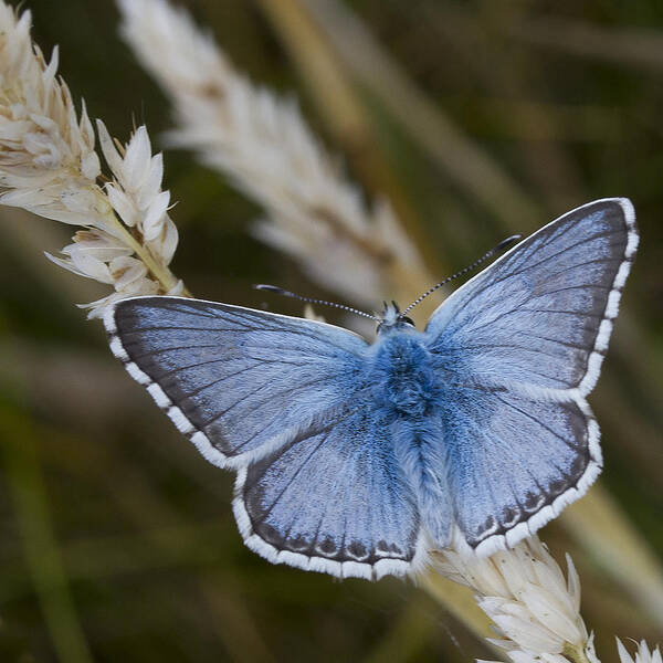Common Poster featuring the photograph Common Blue Butterfly #2 by Shirley Mitchell