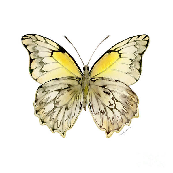 Hesperocharia Poster featuring the painting 44 Hesperocharia Graphite Butterfly by Amy Kirkpatrick