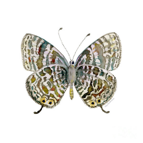 Lang Poster featuring the painting 51 Lang's Short-tailed Blue Butterfly by Amy Kirkpatrick