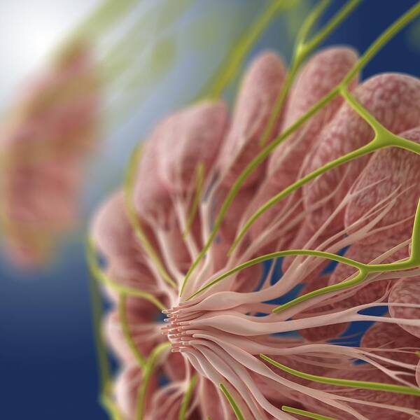 Human Body Poster featuring the photograph Breast anatomy, artwork #6 by Science Photo Library
