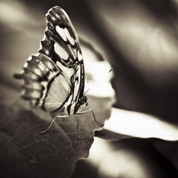 Butterfly Poster featuring the photograph Butterfly Brown Tone #4 by Bradley R Youngberg