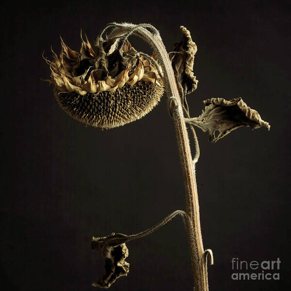 Studio Shot Poster featuring the photograph Sunflower #6 by Bernard Jaubert