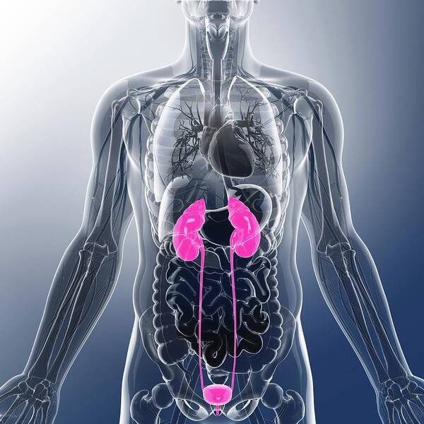 Artwork Poster featuring the photograph Urinary System #6 by Pixologicstudio