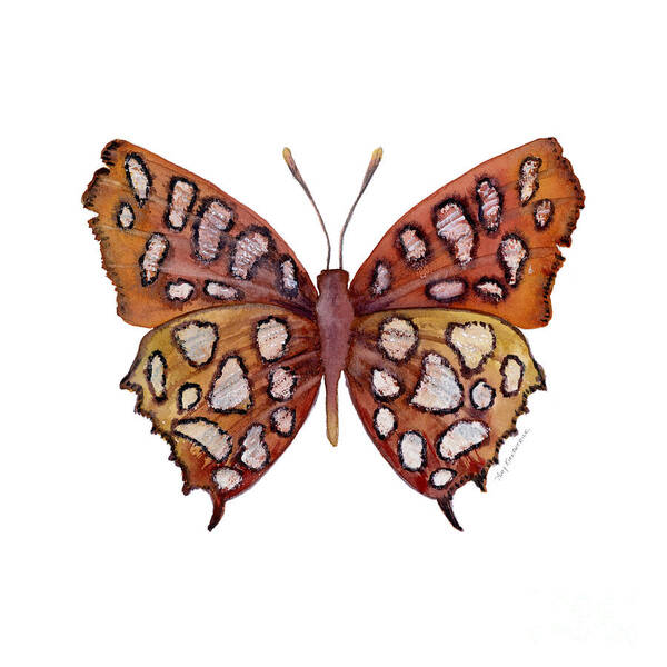 Hutchinsons Highflier Butterfly Poster featuring the painting 61 Hutchinson's Highflier Butterfly by Amy Kirkpatrick