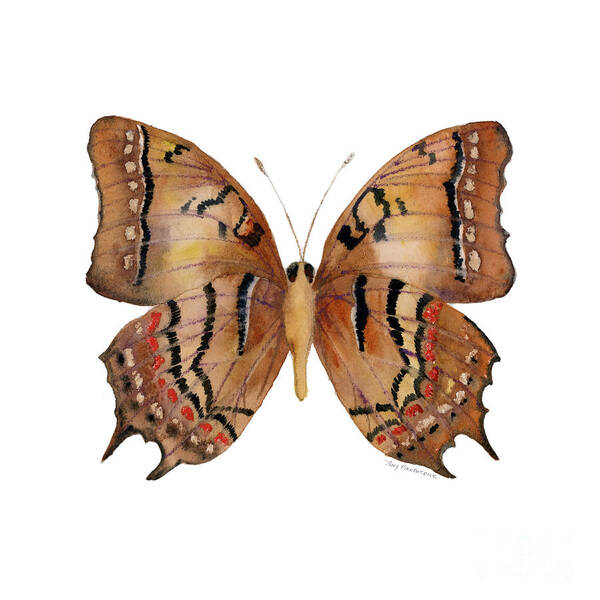 Galaxia Butterfly Poster featuring the painting 62 Galaxia Butterfly by Amy Kirkpatrick