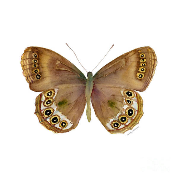 Woodland Brown Butterfly Poster featuring the painting 64 Woodland Brown Butterfly by Amy Kirkpatrick