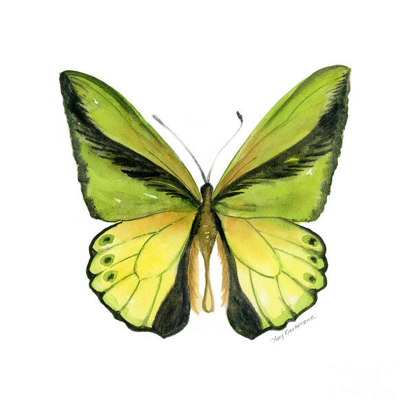 Goliath Butterfly Poster featuring the painting 8 Goliath Birdwing Butterfly by Amy Kirkpatrick