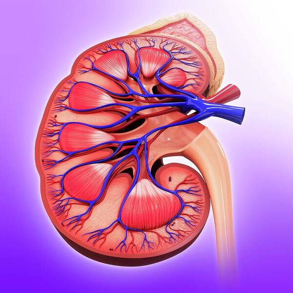 Artwork Poster featuring the photograph Human Kidney #9 by Pixologicstudio