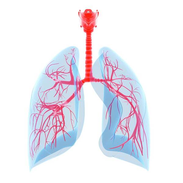 Artwork Poster featuring the photograph Human Lungs #9 by Sebastian Kaulitzki