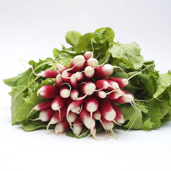 Bunch Poster featuring the photograph A bunch of fresh radishes by Bernard Jaubert