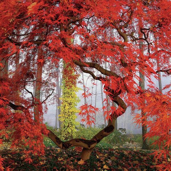 Landscape Poster featuring the photograph A Japanese Maple Tree by Richard Felber