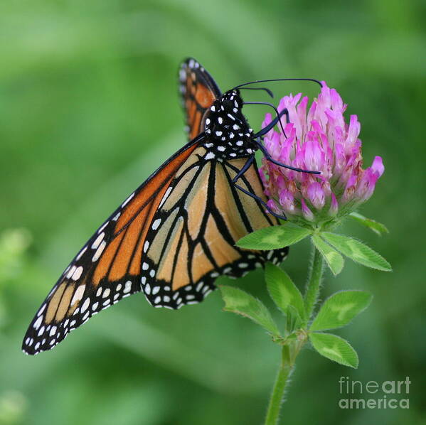 Danaus Plexippus Poster featuring the photograph A Picture Of Nectar by Neal Eslinger