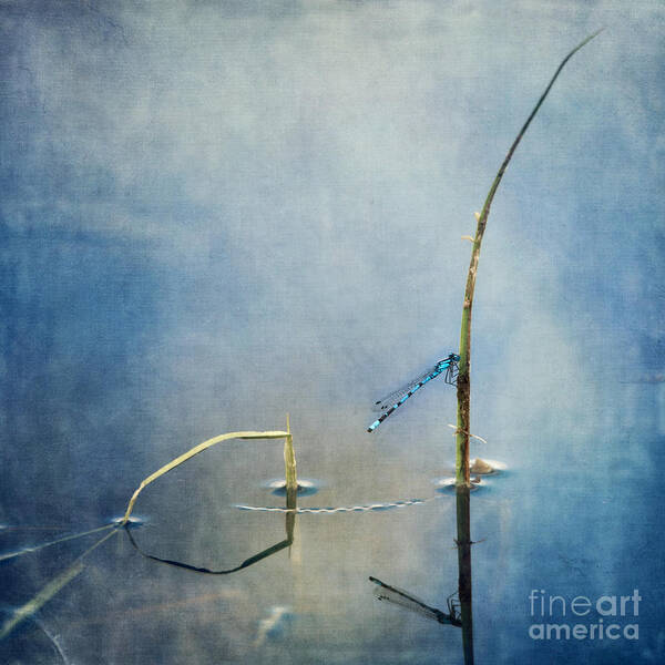 Damselfly Poster featuring the photograph A Quiet Moment by Priska Wettstein