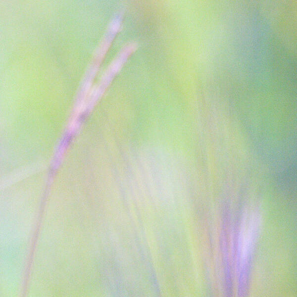 Abstracts Poster featuring the photograph Abstract Of Big Bluestem Grasses by Dennis Fast / Vwpics