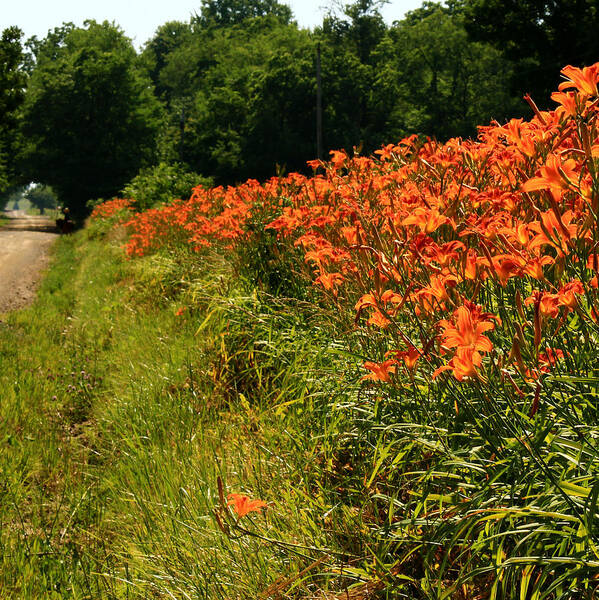 Roadside Poster featuring the photograph Adamsville Lilies 1 by Jim Cotton