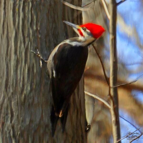 Woodpecker Poster featuring the painting Adult Male Pileated Woodpecker by Bruce Nutting
