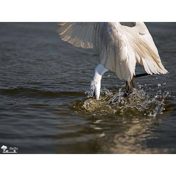 Egret Poster featuring the photograph Almost Fish In Hand

#action #bird by Nayan Hazra