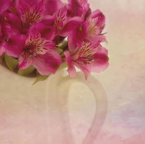 Alstroemeria Poster featuring the photograph Almost by Kim Hojnacki