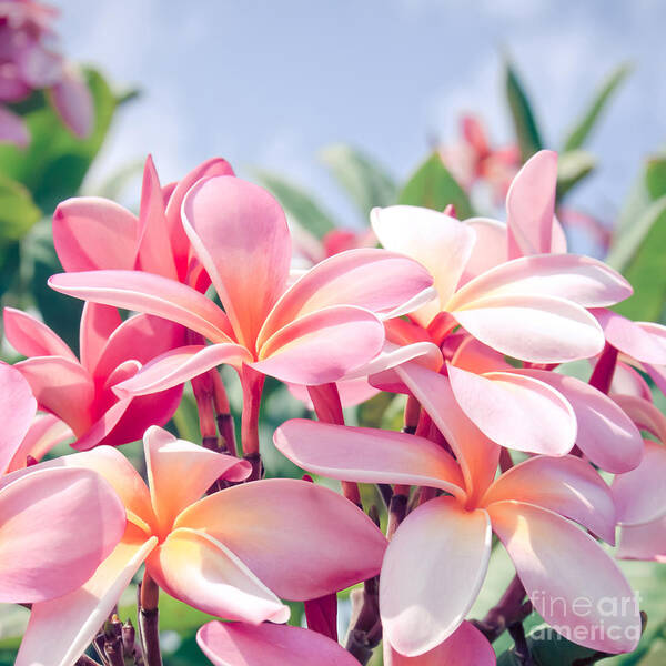 Pink Plumeria Poster featuring the photograph Aloha by Sharon Mau