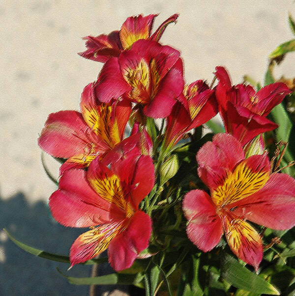 Alstroemeria Poster featuring the photograph Alstroemeria in Pastel by Suzanne Gaff