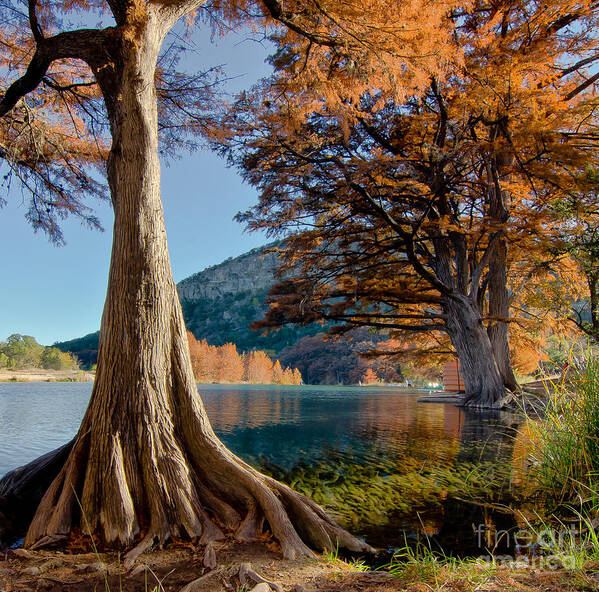 Fall Color Poster featuring the photograph Among the Cypress Trees by Cathy Alba